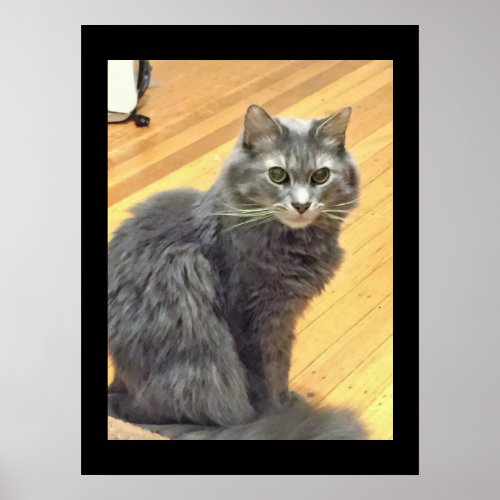 Maine Coon Cat Photo Poster