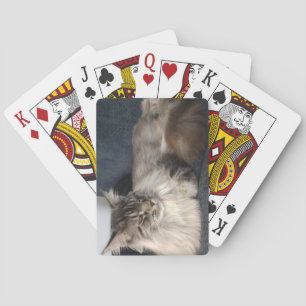 Maine Coon Cat Poker Cards