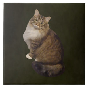 Maine Coon Cat Portrait Ceramic Tile