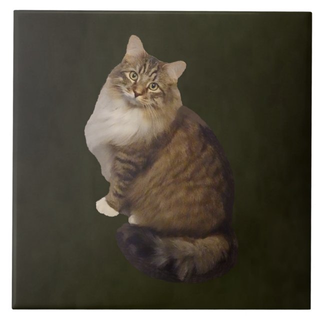 Maine Coon Cat Portrait Ceramic Tile (Front)