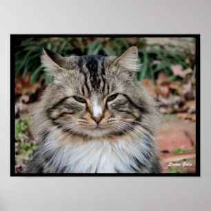 Maine Coon Cat Portrait Photo Poster