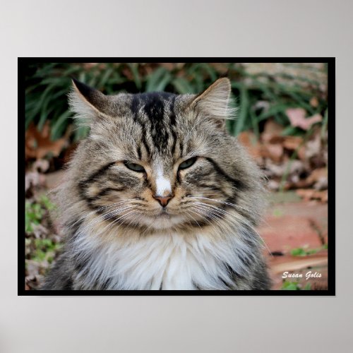 Maine Coon Cat Portrait Photo Poster 