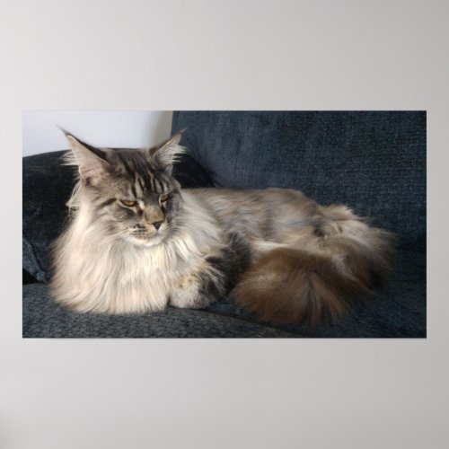 Maine Coon Cat Poster