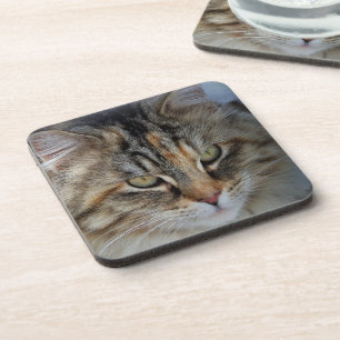 Maine Coon cat Potrait Coaster