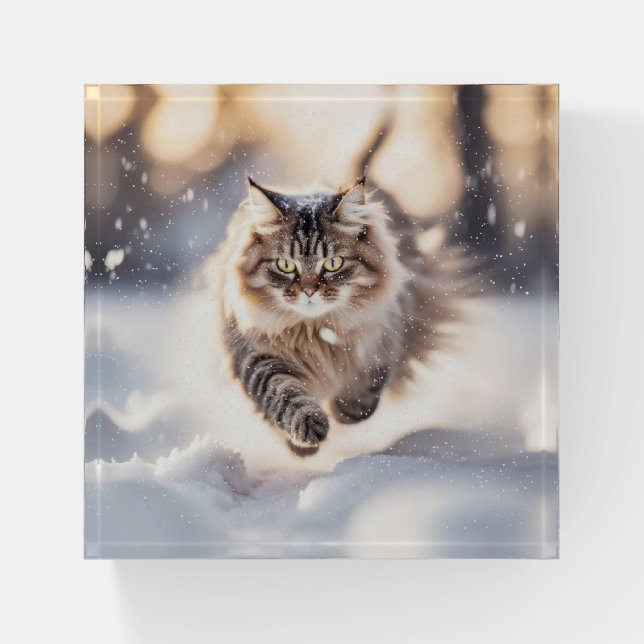 Maine Coon Cat Running In Snow Paperweight (Front)