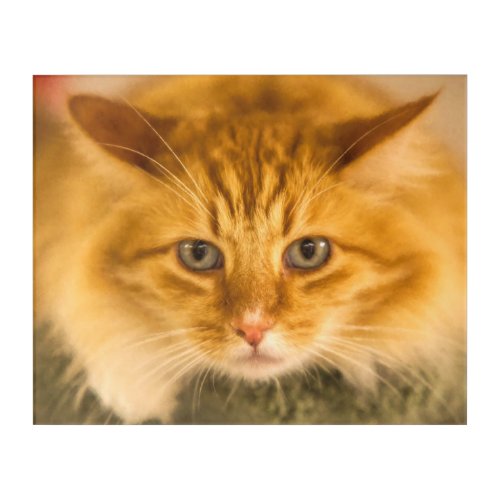 MAINE COON CAT STARE DOWN ACRYLIC PRINT