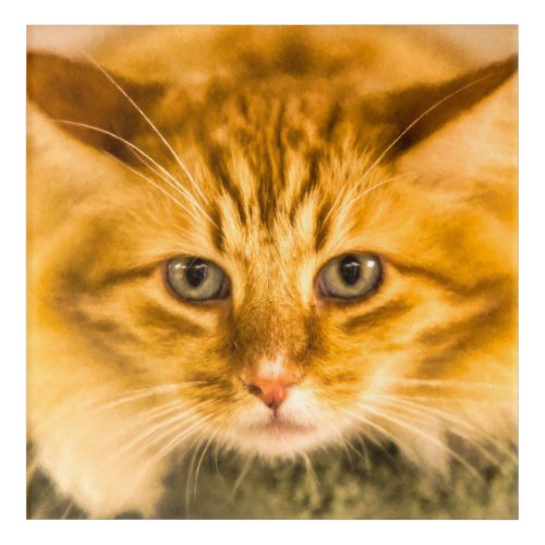 MAINE COON CAT STARE DOWN ACRYLIC PRINT