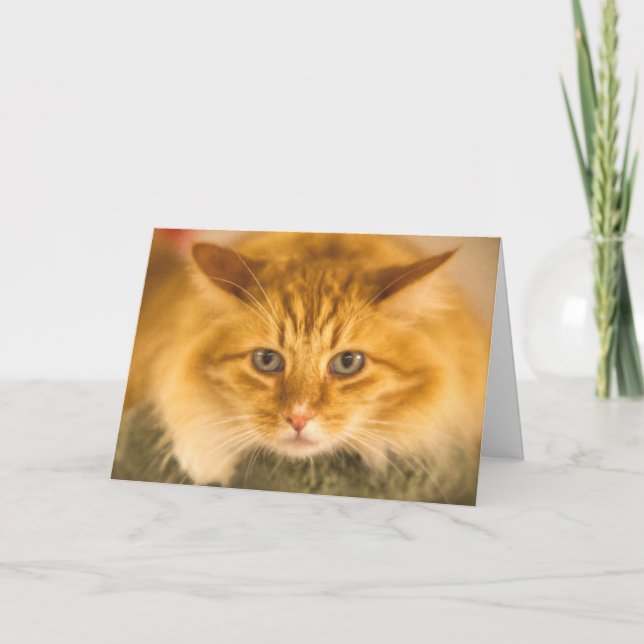 MAINE COON CAT STARE DOWN CARD (Front)