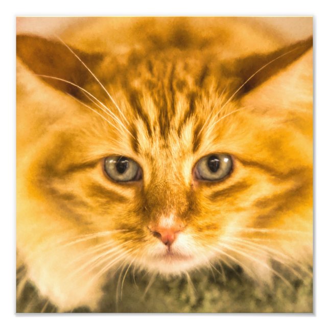 MAINE COON CAT STARE DOWN PHOTO PRINT (Front)