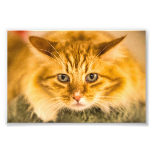 MAINE COON CAT STARE DOWN PHOTO PRINT