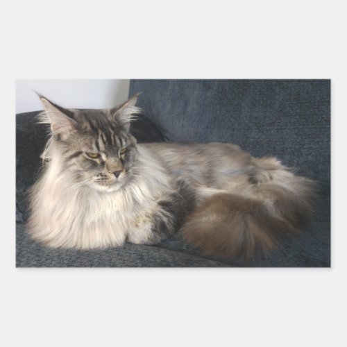 Maine Coon Cat Stickers