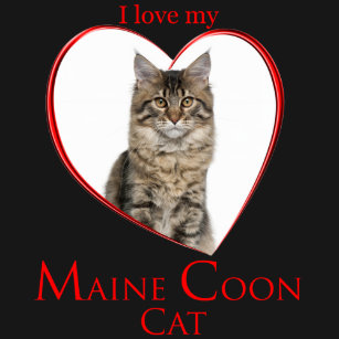Maine Coon Cat T Shirt Maine Coon Cat T Shirt