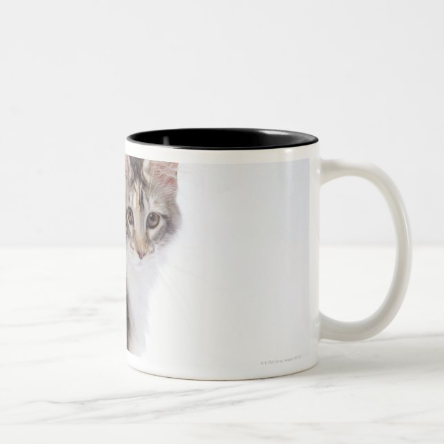 Maine Coon cat Two-Tone Coffee Mug (Right)