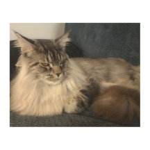Maine Coon Cat Wood Wall Art