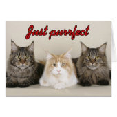 Maine Coon Cats (Front Horizontal)