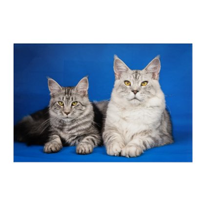 Maine-coon-cats Acrylic Wall Art