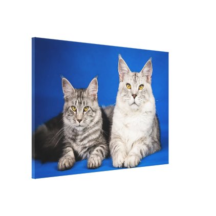 Maine-coon-cats Canvas Print