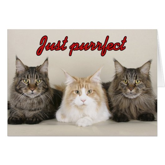 Maine Coon Cats Cards (Front Horizontal)