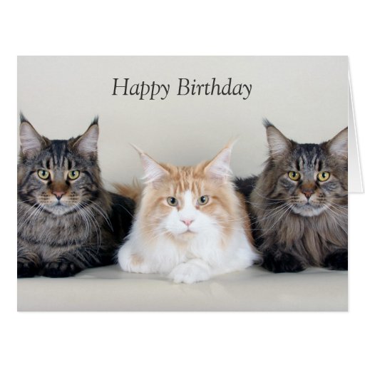 Maine Coon cats cute photo custom birthday card | Zazzle