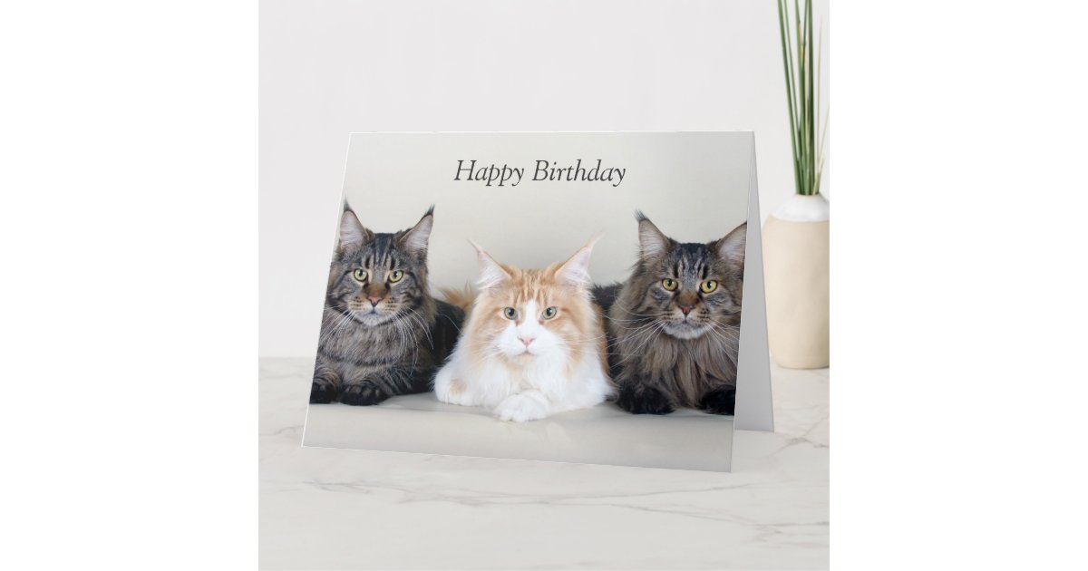 Maine Coon Cats Cute Photo Custom Birthday Card Zazzle Com
