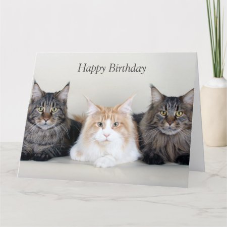 Maine Coon Cats Cute Photo Custom Birthday Card