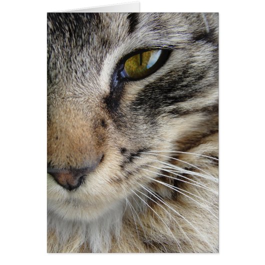 Maine Coon Cat's Eye Cards (Front)