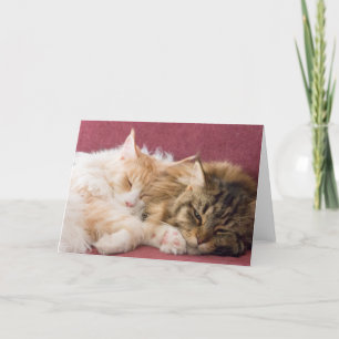 Maine Coon cats greeting card