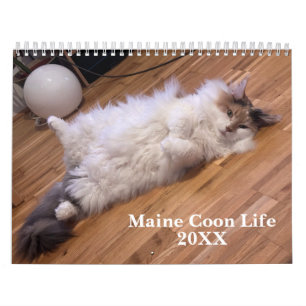 Maine Coon Cats   Main Coon Life 2027 Calendar