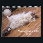 Maine Coon Cats | Main Coon Life Calendar<br><div class="desc">Celebrate the new year with this charming calendar featuring the majestic and lovable Maine Coon cat. Each month highlights a beautiful photo that captures the breed’s playful personality, luxurious fur, and gentle nature. Perfect for cat lovers and pet enthusiasts, this calendar makes a wonderful gift or addition to your home...</div>