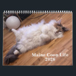 Maine Coon Cats | Main Coon Life Calendar<br><div class="desc">Celebrate the new year with this charming calendar featuring the majestic and lovable Maine Coon cat. Each month highlights a beautiful photo that captures the breed’s playful personality, luxurious fur, and gentle nature. Perfect for cat lovers and pet enthusiasts, this calendar makes a wonderful gift or addition to your home...</div>