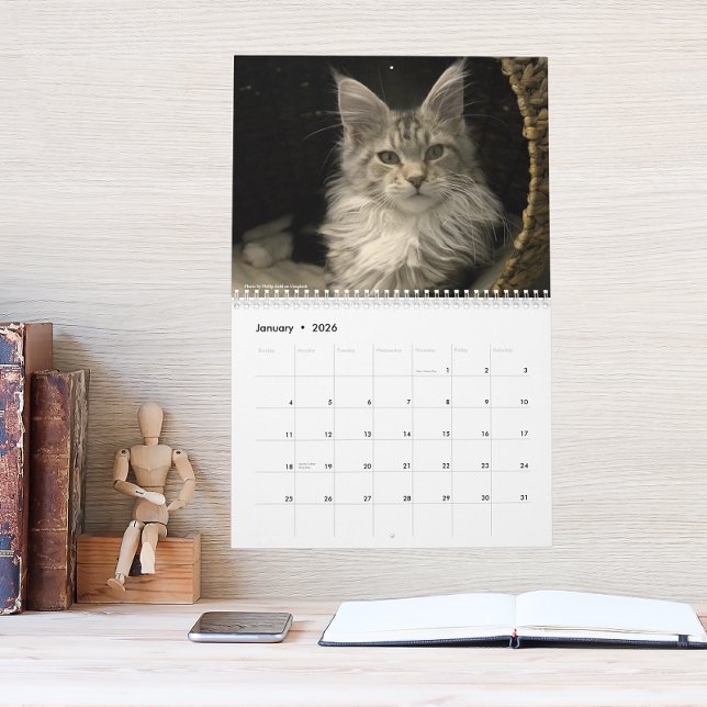 Maine Coon Cats | Main Coon Life Calendar (Creator Uploaded)