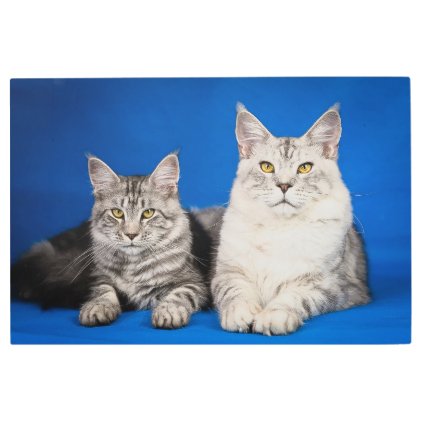 Maine-coon-cats Metal Print