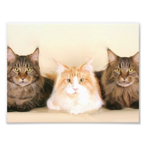 Maine Coon Cats Photo Print