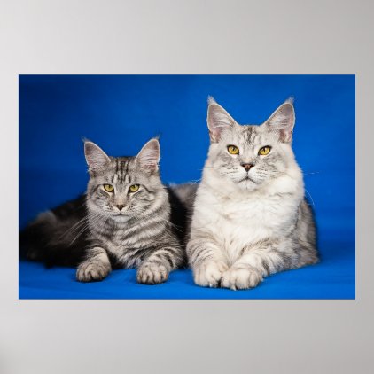 Maine-coon-cats Poster