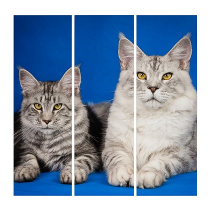 Maine-coon-cats Triptych