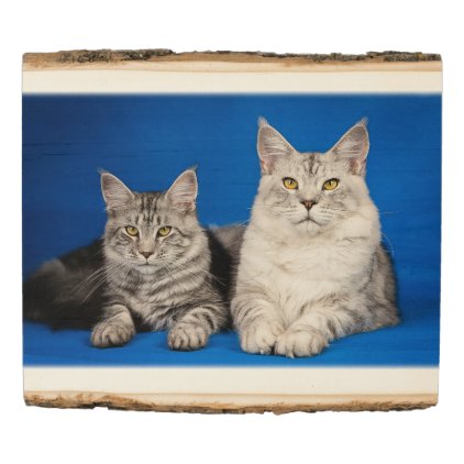 Maine-coon-cats Wood Panel