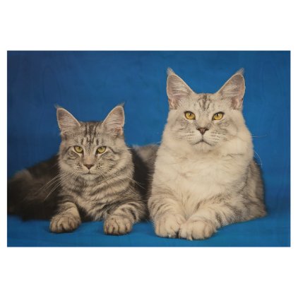 Maine-coon-cats Wood Poster