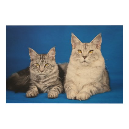 Maine-coon-cats Wood Wall Art