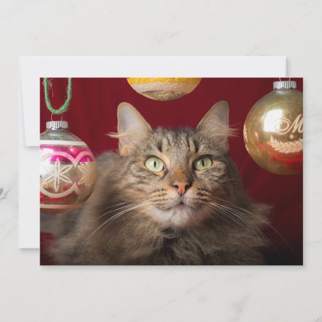 Maine Coon Christmas Cat Holiday Card (Front)