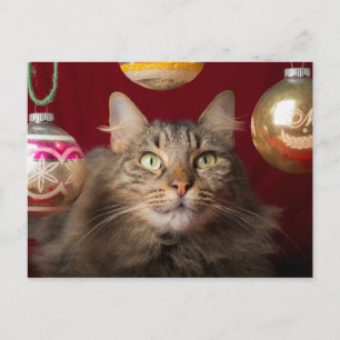 Maine Coon Christmas Cat Holiday Postcard