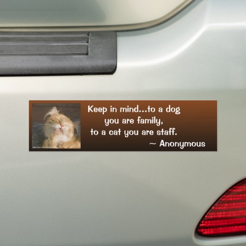 Maine Coon Close_Up Photo Personalized Bumper Sticker