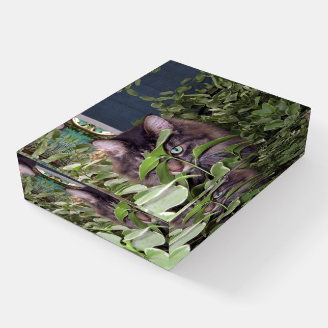 Maine Coon Cute Kitty Cat Paperweight (Angled)