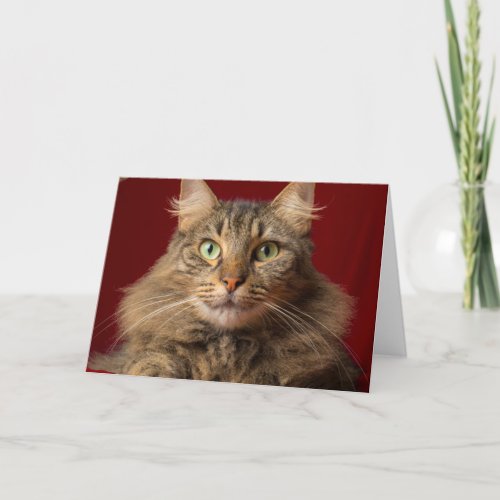 Maine Coon for Christmas with collector Holiday Card