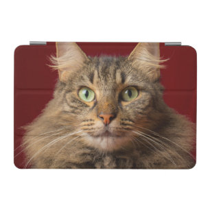Maine Coon for Christmas with collector iPad Mini Cover