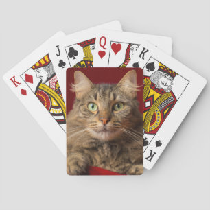 Maine Coon for Christmas with collector Poker Cards