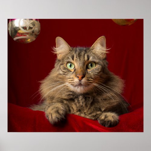 Maine Coon for Christmas with collector Poster