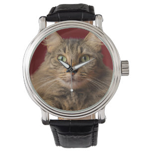 Maine Coon for Christmas with collector Watch