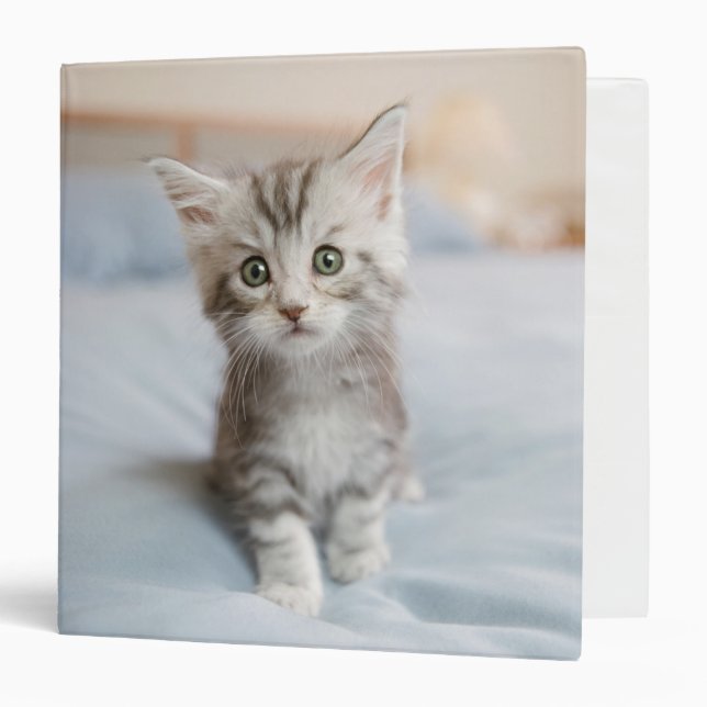 Maine Coon Kitten 3 Ring Binder (Front/Inside)