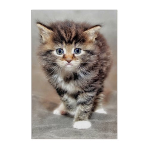 Maine Coon Kitten Acrylic Print