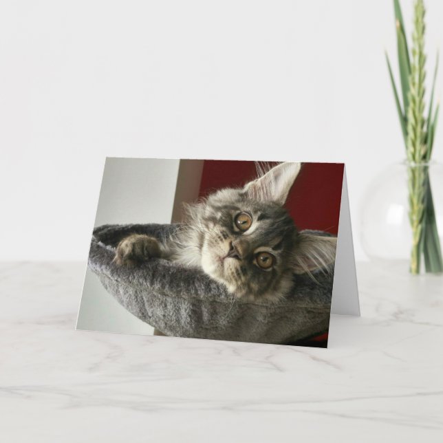 Maine Coon Kitten Birthday Card (Front)